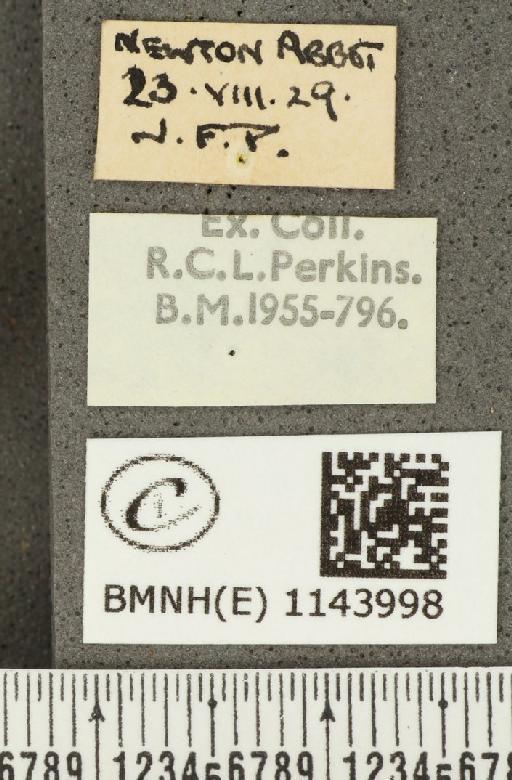 Lycaena phlaeas eleus (Fabricius, 1798) - BMNHE_1143998_label_108796