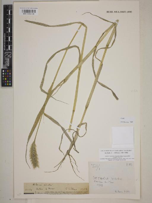 Setaria viridis (L.) P.Beauv. - BM013834185