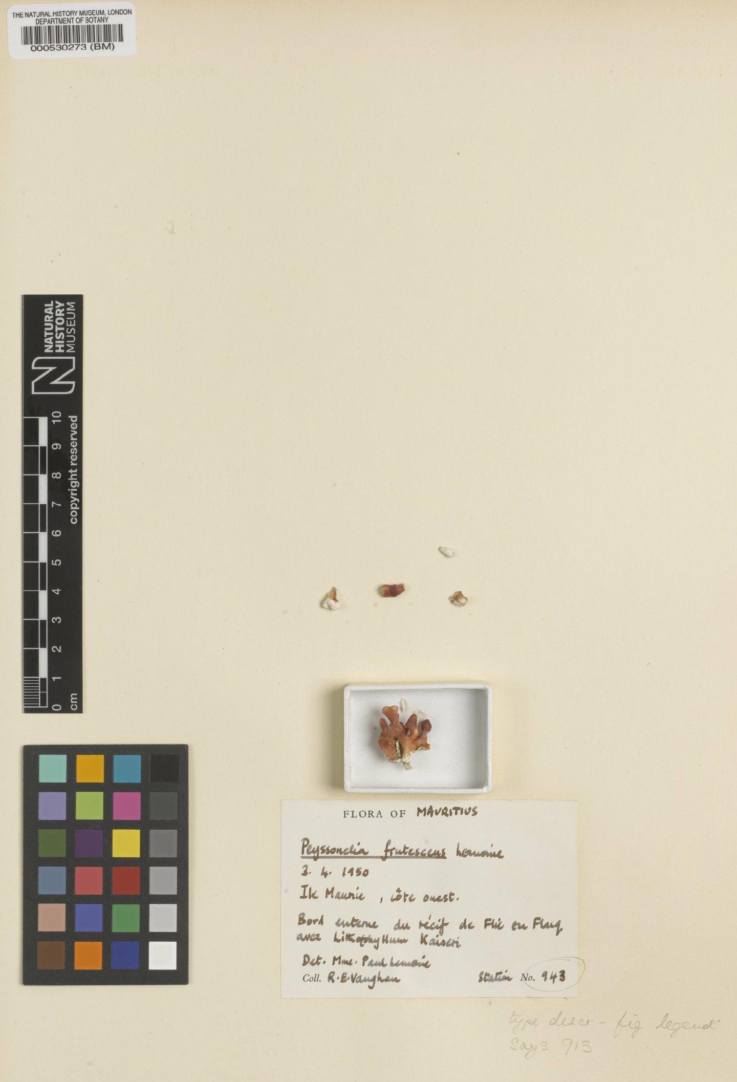 To NHMUK collection (Peyssonnelia calcea var. frutescens (Lemoine) Denizot; Isotype; NHMUK:ecatalogue:2289118)