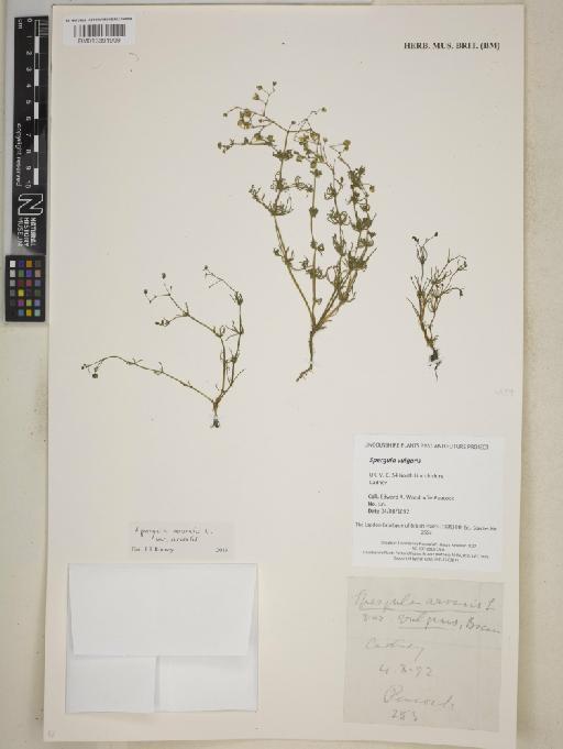 Spergula arvensis var. arvensis L. - BM013391999