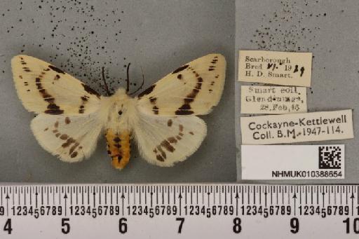 Spilosoma lutea (Hufnagel, 1766) - NHMUK_010388654_505618