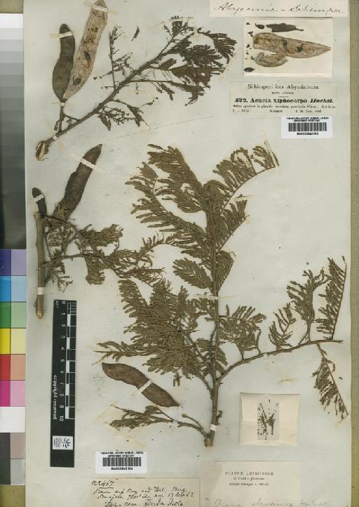 Acacia abyssinica Hochst. ex Benth. - BM000842153
