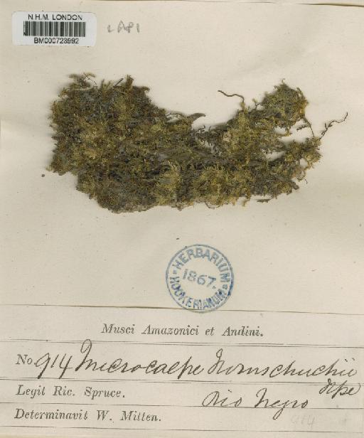 Trichosteleum ambiguum (Schwägr.) Paris - BM000723992