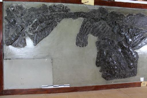 Ichthyosaurus tenuirostris Conybeare, 1822 - 010020657_L010096428_(2)