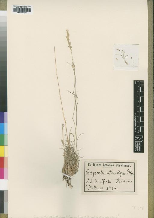 Eragrostis stenothyrsa Pilg. - BM000923034