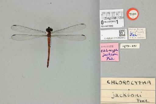 Chlorocypha jacksoni Pinhey, 1952 - 011253412_dorsal