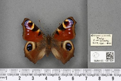 Aglais io (Linnaeus, 1758) - BMNHE_1061604_22257