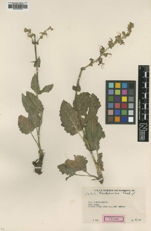 Salvia kudjurica Rech.f. - BM000950404