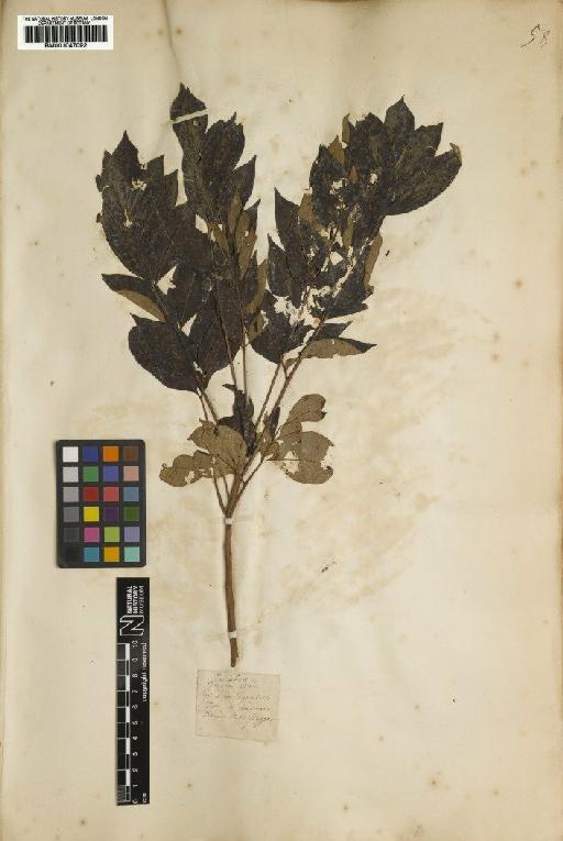 Metopium toxiferum (L.) Krug & Urb. - BM001047092