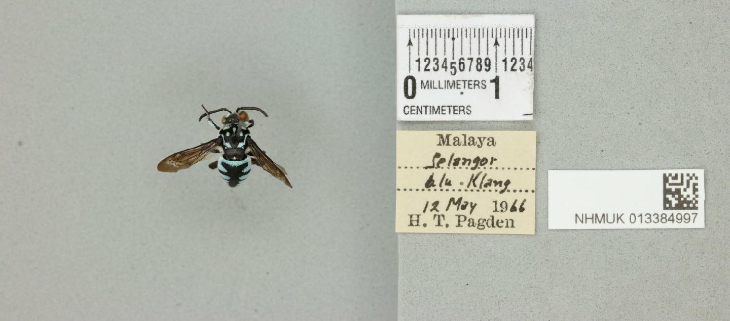 Thyreus himalayensis