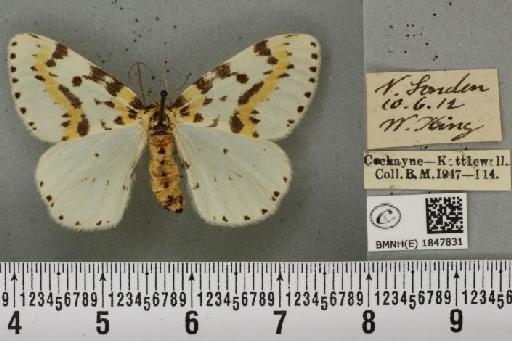 Abraxas grossulariata ab. paucisignata Lempke, 1951 - BMNHE_1847831_418135