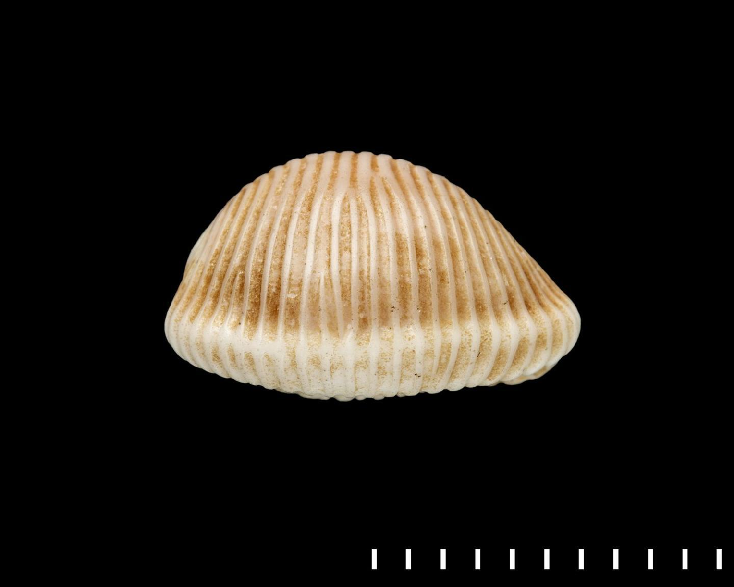 To NHMUK collection (Cypraea arctica Pulteney, 1799; LECTOTYPE; NHMUK:ecatalogue:5521962)