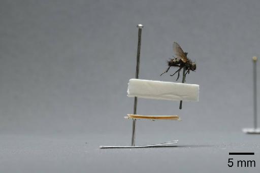 Sarcophaga (Myorhina) nigriventris Meigen, 1826 - 015092058_lateral