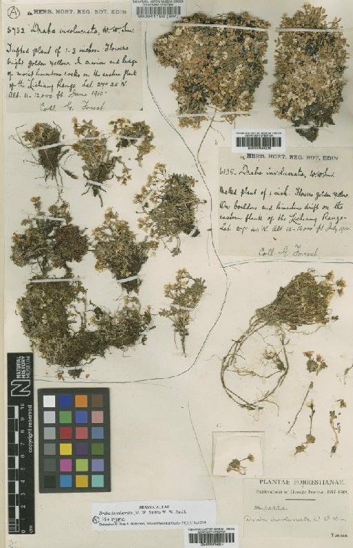 Draba involucrata (W.W.Sm.) W.W.Sm. - BM000946207