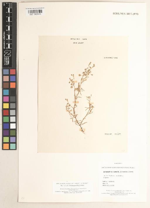 Spergularia rubra (L.) J.Presl & C.Presl - 013829613