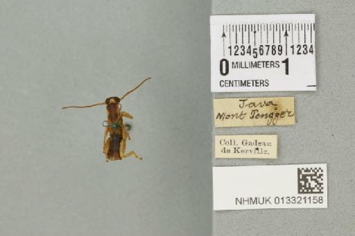 Paracranopygia similis (Zacher, 1911) - 013321158_72908_89167
