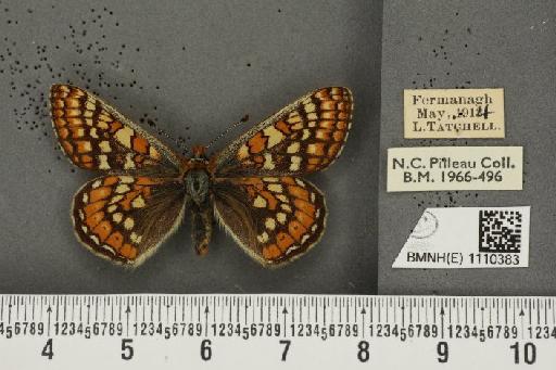 Euphydryas aurinia f. hibernica Birchall, 1873 - BMNHE_1110383_51784