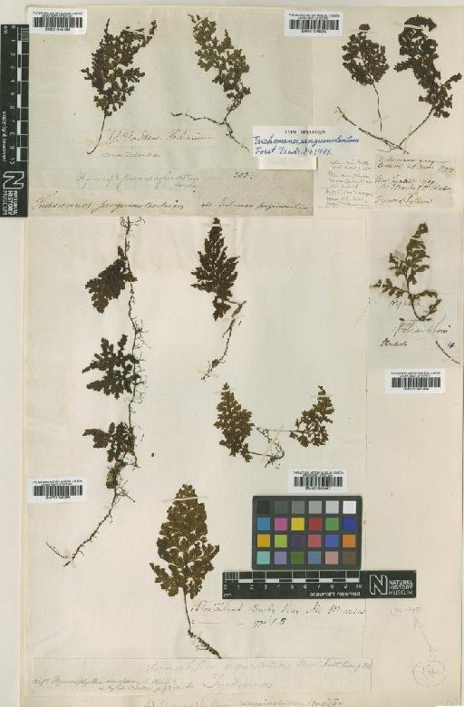 Hymenophyllum sanguinolentum (G.Forst.) Sw. - BM001048194