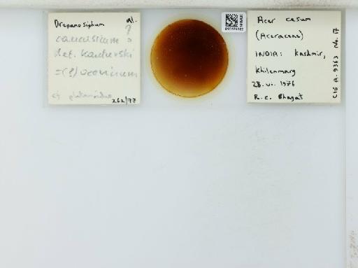 Drepanosiphum caucasicum Dzhibladze, 1962 - 015275022_112843_1094050_157866_NoStatus
