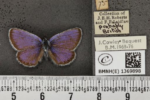 Plebejus argus (Linnaeus, 1758) - BMNHE_1369898_174988