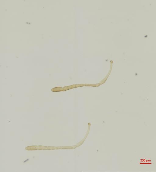 Hexacladia adega Noyes, 2010 - 010178964__2017_01_31-Scene-2-ScanRegion1