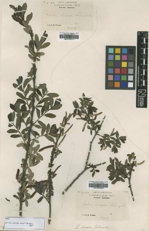 Salix dissa C.K.Schneid. - BM000958019