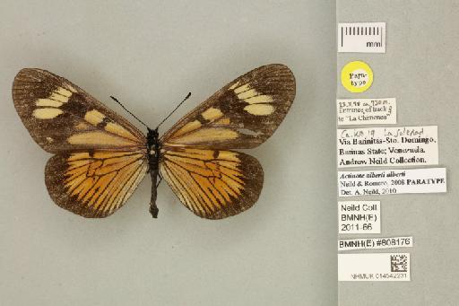 Acraea (Actinote) actinote alberti Neild & Romero, 2008 - 014542231_Actinote_alberti _alberti _Neild & Romero_2008_PT