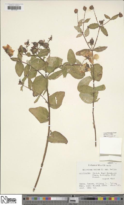 Hypericum bellum subsp. bellum - BM001202080