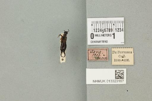 Timomenus bicuspis (Stål, 1860) - 013323167_72791_88949