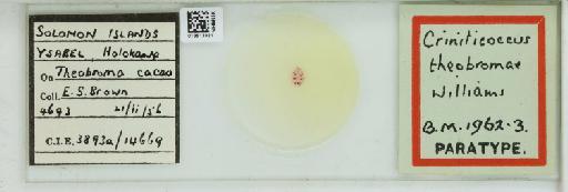 Criniticoccus theobromae Williams, 1960 - 013513021_117305_1098320_157655_Type