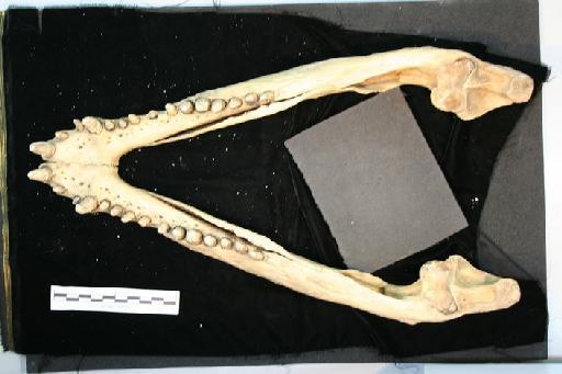 Crocodylus porosus - C_porosus_52.12.9.2(mand1)