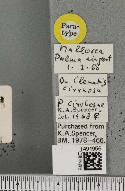 Phytomyza cirrhosae Spencer, 1969 - BMNHE_1491956_label_53653