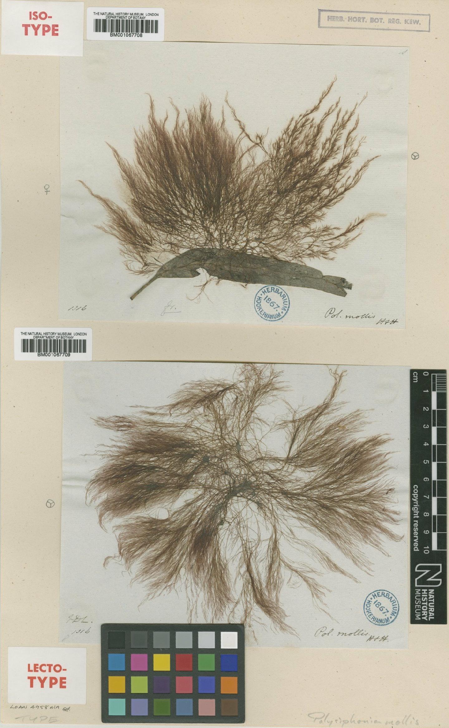 To NHMUK collection (Polysiphonia mollis Hook.f. & Harv.; Isotype; NHMUK:ecatalogue:2311852)
