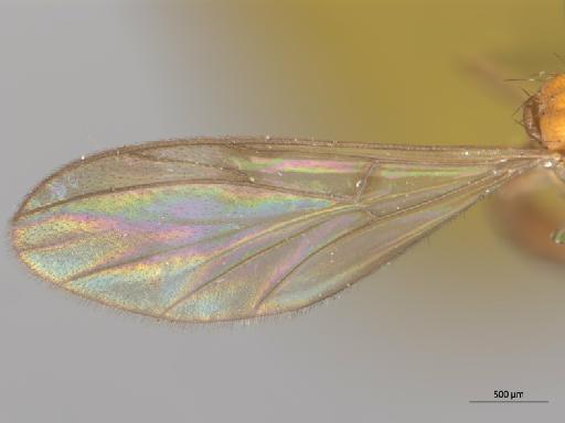 Nervijuncta bicolor Edwards, 1927 - 010626551_Nervijuncta_bicolor_HT_BMNH253400_wing