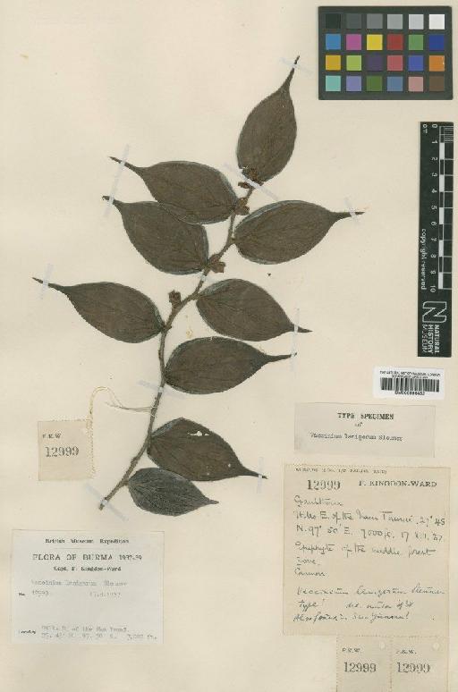 Vaccinium lanigerum Sleumer - BM000996452