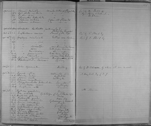 Phyllodoce groenlandica Oersted - Zoology Accessions Register: Annelida & Echinoderms: 1884 - 1923: page 135
