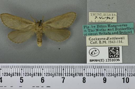 Korscheltellus lupulina ab. dacicus Caradja, 1893 - BMNHE_1351036_186179