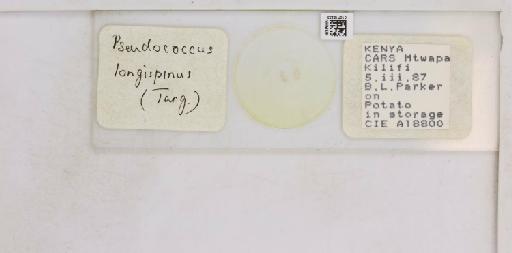 Pseudococcus longispinus Targioni-Tozzetti, 1867 - 010715233__