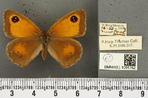 Pyronia tithonus britanniae (Verity, 1914) - BMNHE_1091762_2193