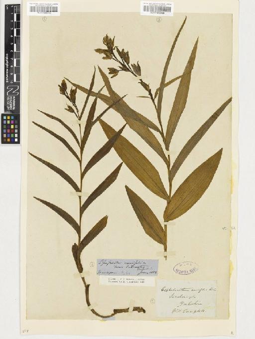 Cephalanthera longifolia (L.) Fritsch - BM000955069