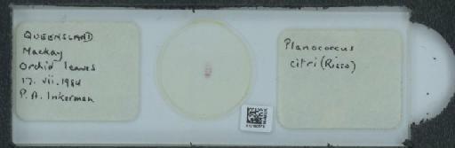Planococcus citri Risso, 1813 - 010150378_117588_1101300