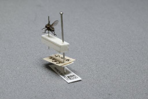 Sarcophaga (Myorhina) nigriventris Meigen, 1826 - 015092053_additional_2