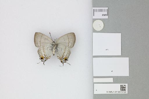 Hypolycaena phorbas purpura Tennent, 2016 - 013376722_Hypolycaena_phorbas_purpura_Tennent_2016_PT_1