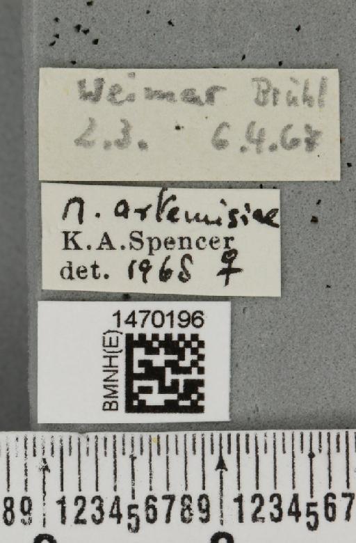 Melanagromyza artemisiae Spencer, 1957 - BMNHE_1470196_label_44747