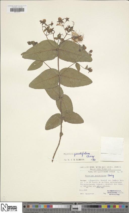 Hypericum grandifolium Choisy - BM001204403
