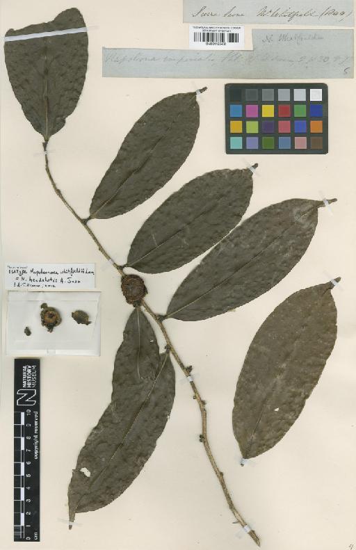 Napoleonaea heudelotii Juss - BM001125468