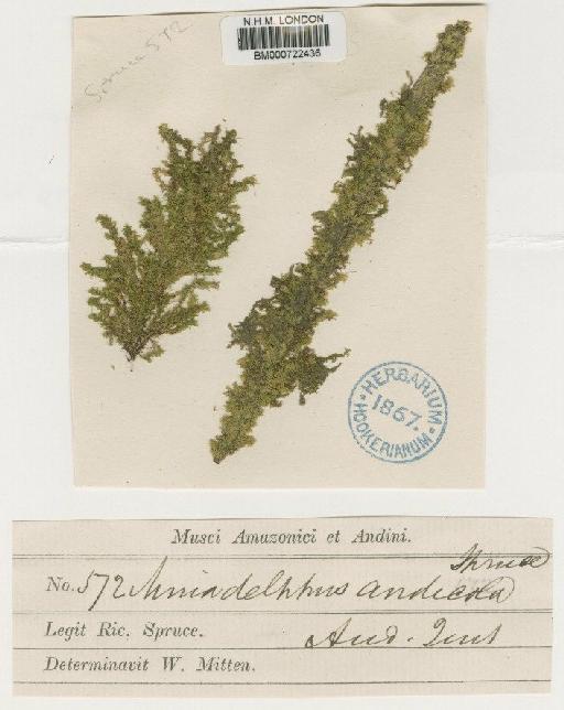 Mniadelphus andicola (Spruce ex Mitt.) A.Jaeger - BM000722436