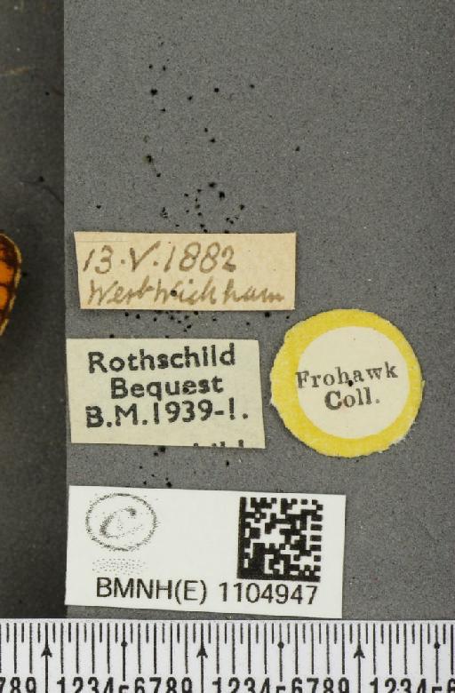 Boloria euphrosyne Linnaeus, 1758 - BMNHE_1104947_label_16474