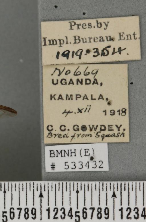 Dacus (Dacus) bivittatus (Bigot, 1858) - BMNHE_533432_label_37052