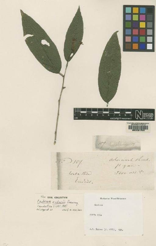 Cestrum poasanum Donn.Sm. - BM000617888